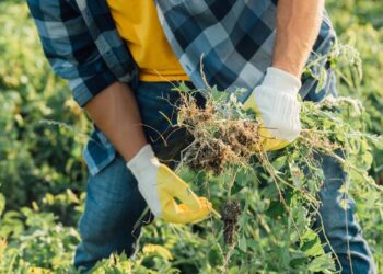 Melhor que vinagre branco: o ingrediente natural que jardineiros usam para acabar com ervas daninhas