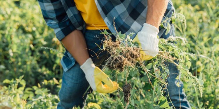 Melhor que vinagre branco: o ingrediente natural que jardineiros usam para acabar com ervas daninhas