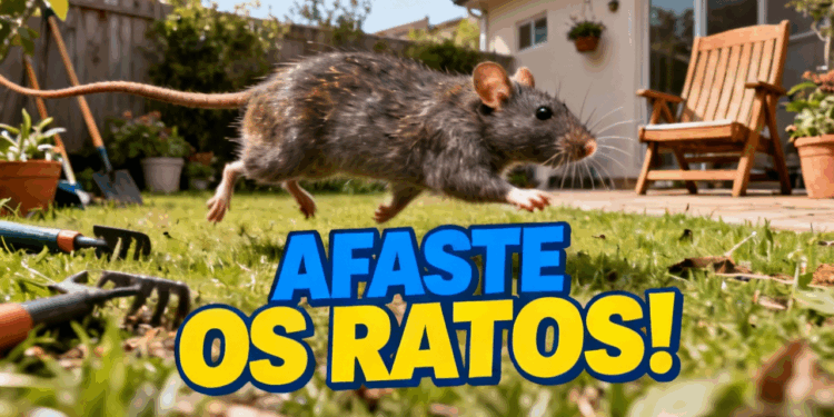 Afaste os ratos e deixe o quintal mais bonito com estas plantas aromáticas