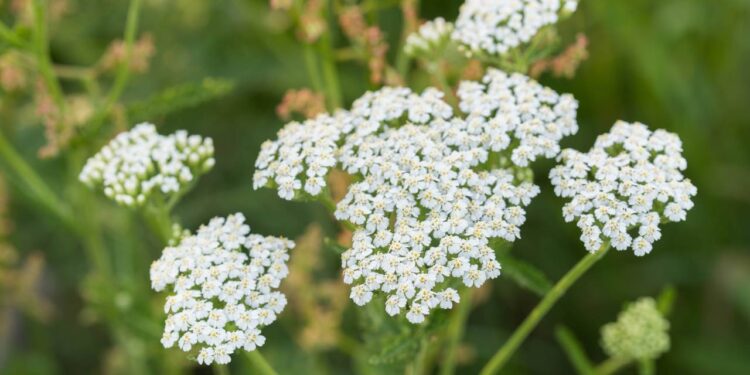 3 chás naturais aliviam gripe e dor de cabeça com efeito rápido e preparo simples