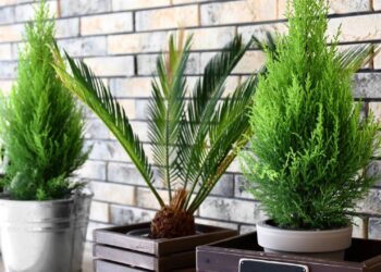 Árvores de pequeno porte perfeitas para plantar em vasos e decorar varandas