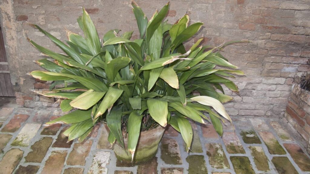 Deixe a área de serviço mais fresca com estas plantas