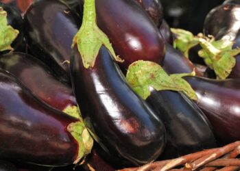 Plante berinjelas no seu quintal de forma econômica e eficiente