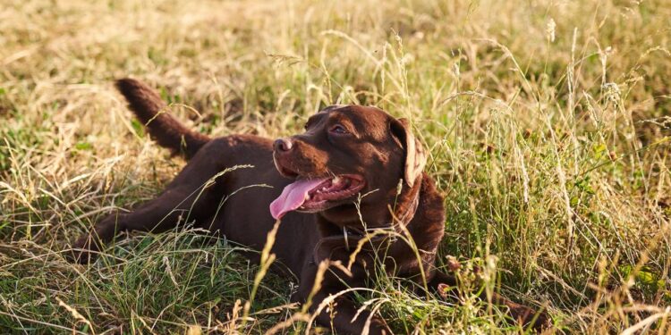 Calor extremo e seu cachorro ofegante: saiba agir rápido