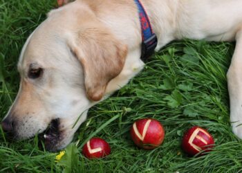 Como fazer para o seu pet parar de comer plantas do jardim