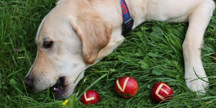 Como fazer para o seu pet parar de comer plantas do jardim