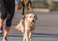 5 nomes ideais para cães que não param de correr pela casa