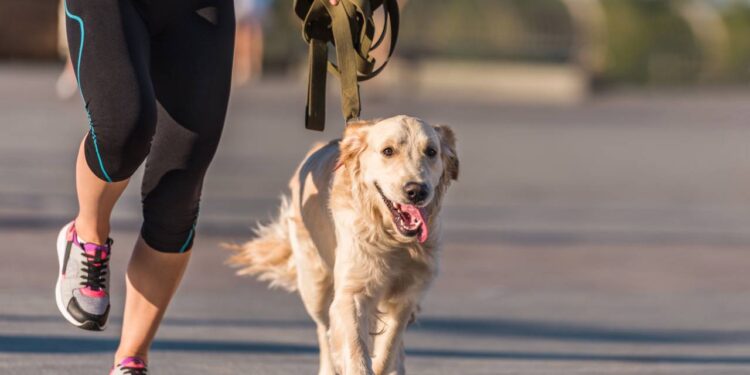 5 nomes ideais para cães que não param de correr pela casa