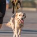 5 nomes ideais para cães que não param de correr pela casa