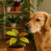 5 plantas populares que são um veneno para cães e estão presentes em muitas casas