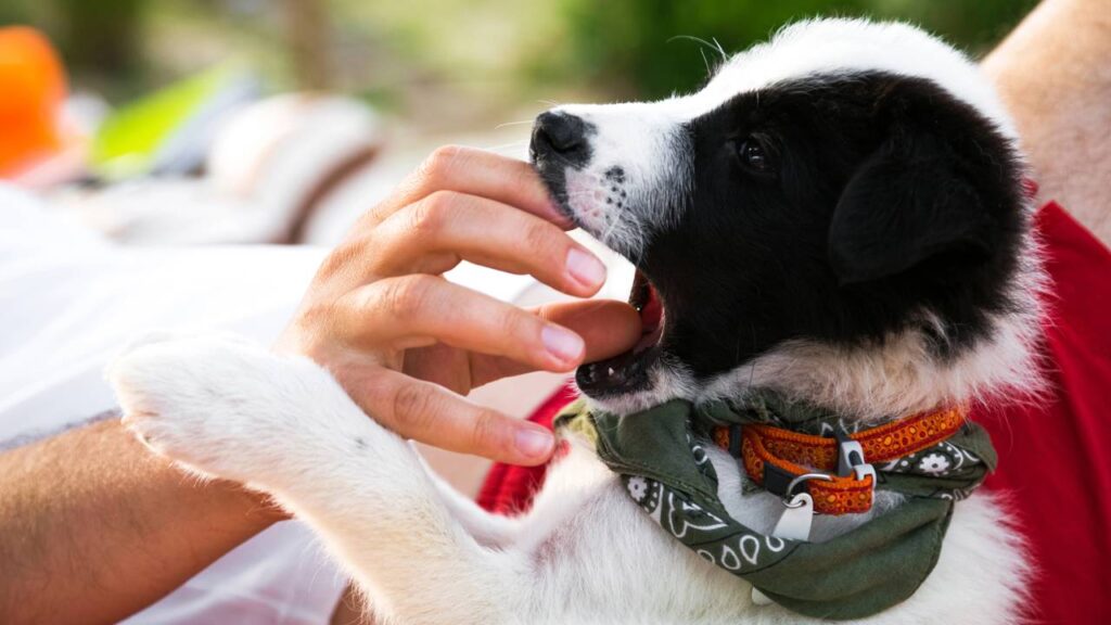 Como fazer seu cachorro parar de morder as pessoas de forma rápida e eficaz