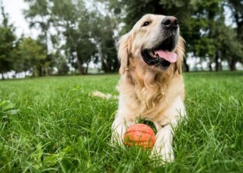 Aprenda a cuidar de cachorros em épocas de calor extremo