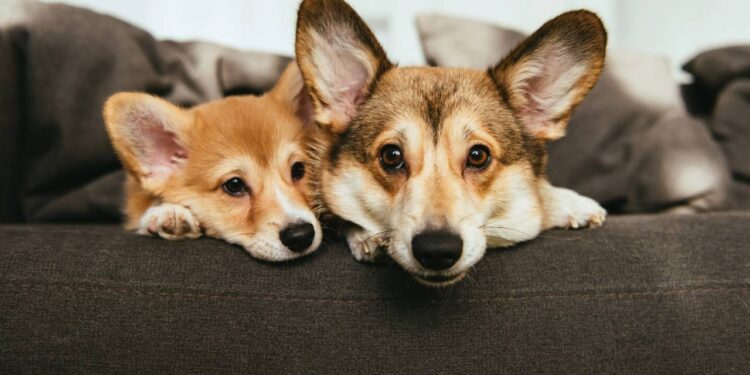 Nomes inspiradores para cães resgatados que viram membros da família