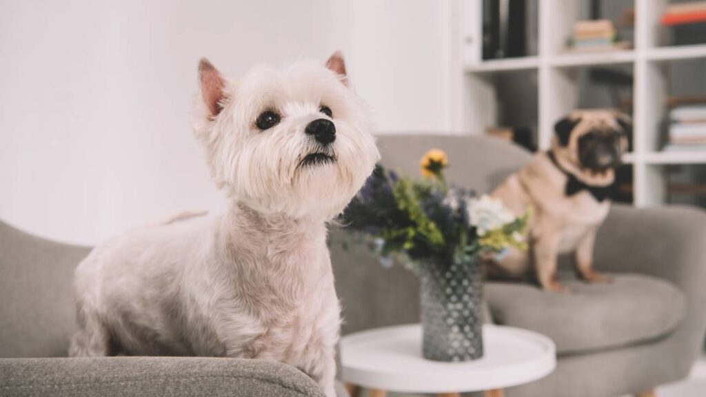 Nomes inspiradores para cães resgatados que viram membros da família