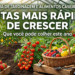 Frutas de crescimento rápido que garantem colheita em pouco tempo