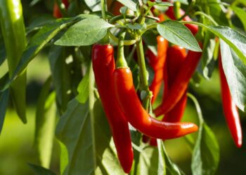 Cultive pimentas em casa com o guia completo para ter uma plantação abundante
