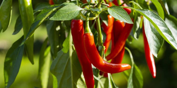 Cultive pimentas em casa com o guia completo para ter uma plantação abundante