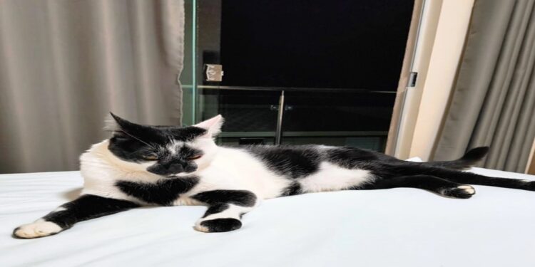 O gato “mais gato” do Brasil ganha o concurso de 2025 e encanta com mancha em formato de coração