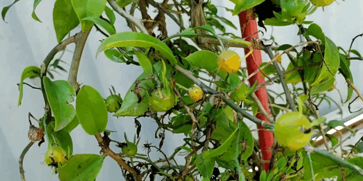 Anti-envelhecimento e fortalece a imunidade: os benefícios do fruto ora-pro-nóbis