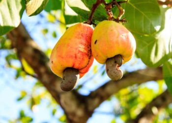 Cultive caju sem dificuldade e de forma econômica com truques de jardinagem