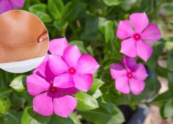 Esta flor medicinal trata dermatite e cicatriza feridas