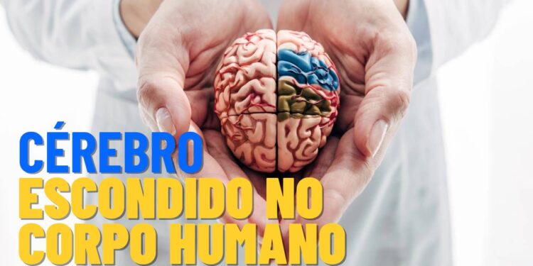 Ciência revela: existe mais um cérebro no corpo humano