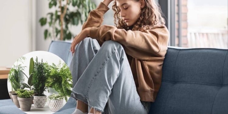 3 melhores ervas para aliviar sintomas da depressão de forma natural