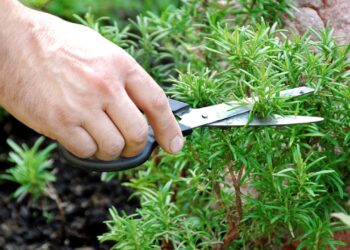 Plantas de apartamento para horta de temperos frescos na hora de cozinhar