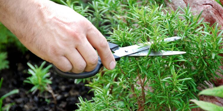 Plantas de apartamento para horta de temperos frescos na hora de cozinhar