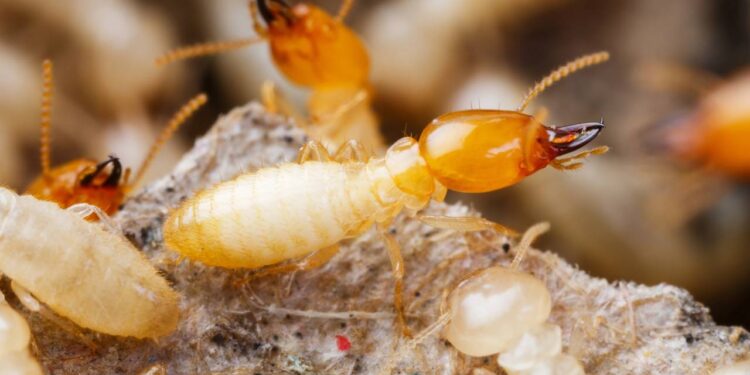 Como evitar infestações de cupins antes do verão