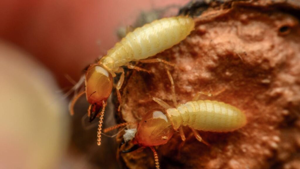 3 aromas poderosos que os cupins detestam e que podem salvar a madeira da sua casa