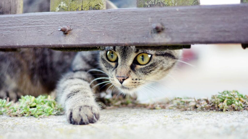 4 nomes criativos para gatos que não param dentro de casa