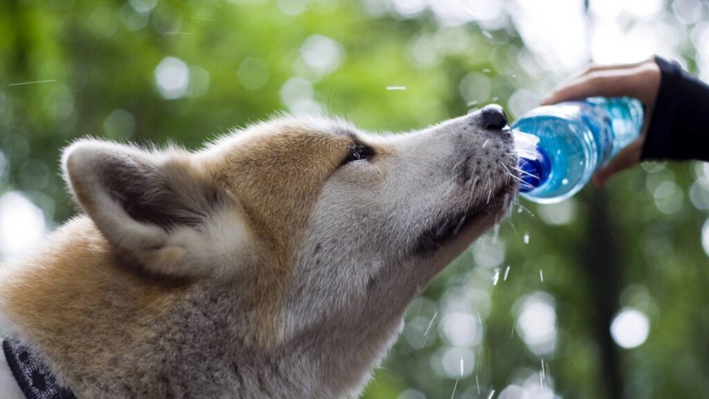 Aprenda a cuidar de cachorros em épocas de calor extremo