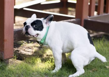 Aprenda a ensinar o seu cachorro a fazer as necessidades em um só lugar