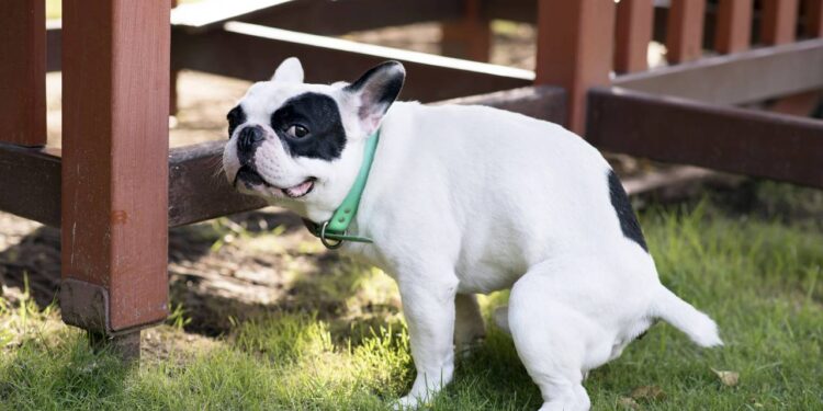Aprenda a ensinar o seu cachorro a fazer as necessidades em um só lugar