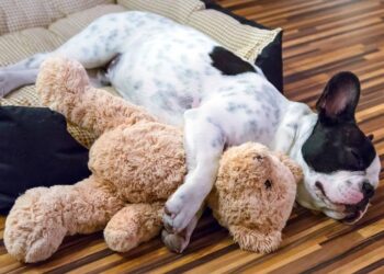 9 nomes engraçados para dar ao seu cachorro preguiçoso