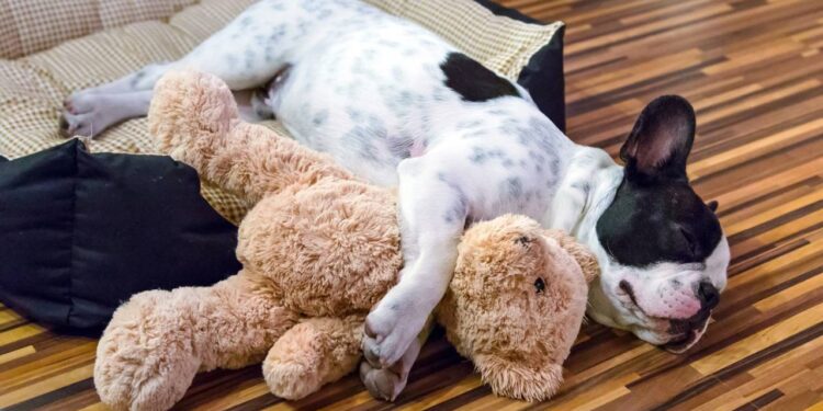 9 nomes engraçados para dar ao seu cachorro preguiçoso