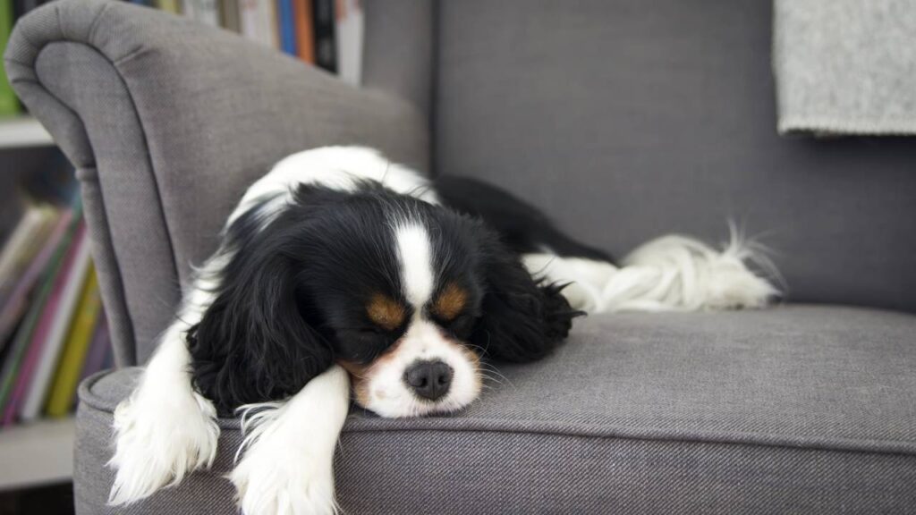 9 nomes engraçados para dar ao seu cachorro preguiçoso