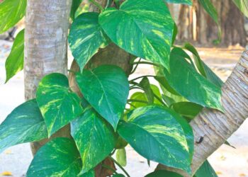 Nem ambientador, nem essência: planta comum que mantém o quarto fresco o tempo inteiro