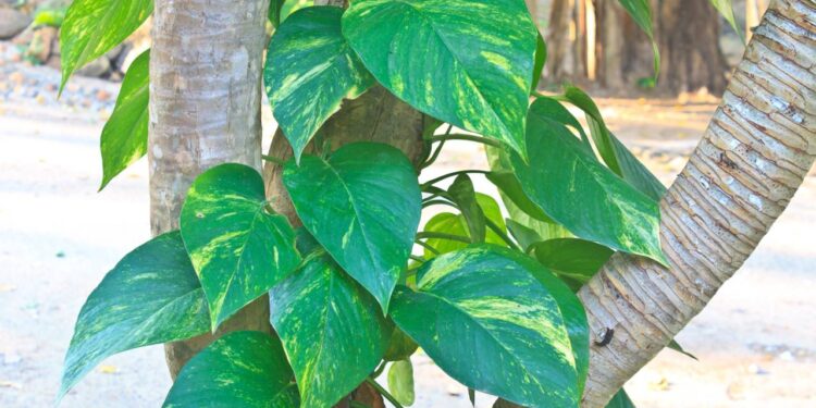 Nem ambientador, nem essência: planta comum que mantém o quarto fresco o tempo inteiro