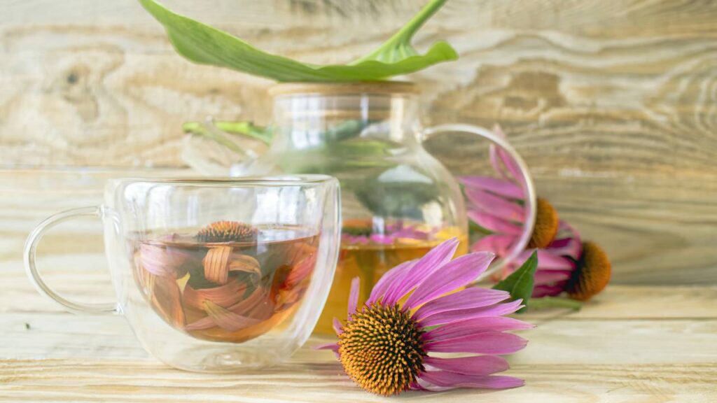 Estas plantas fortalecem a imunidade, segundo estudos de fitoterapia