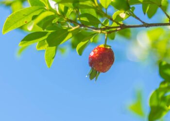 Quem sonha com uma árvore frutífera que dá frutos no verão vai adorar saber disso