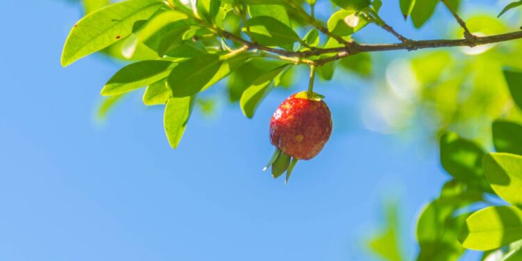 Quem sonha com uma árvore frutífera que dá frutos no verão vai adorar saber disso
