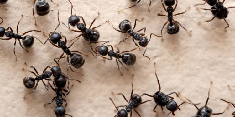 Truque com 2 ingredientes para espantar formigas antes do verão chegar