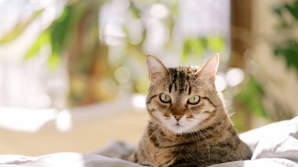 Nomes inspirados em personagens de séries coreanas para colocar em gatos