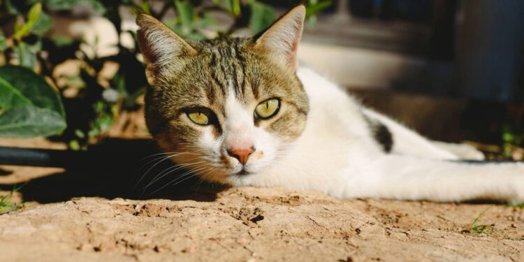 Dicas para ajudar o seu gato a lidar com o calor neste verão