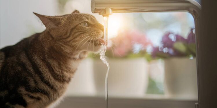 Saiba como fazer o seu gato tomar mais água durante o dia