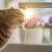 Saiba como fazer o seu gato tomar mais água durante o dia