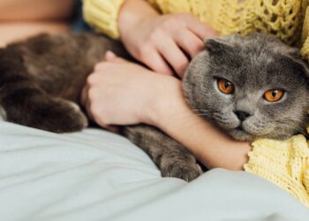 12 erros comuns de tutores iniciantes que prejudicam o bem-estar emocional de um gato