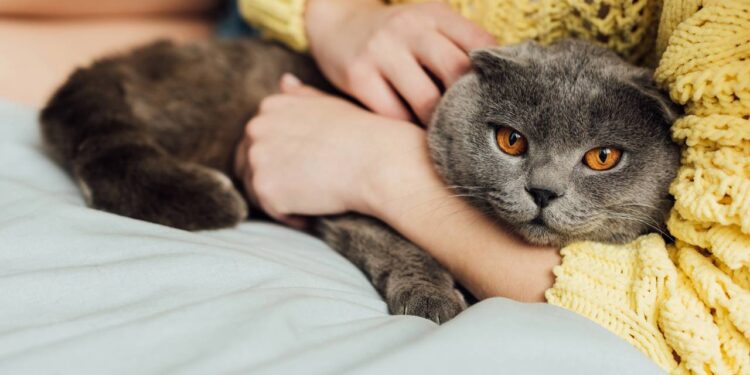 12 erros comuns de tutores iniciantes que prejudicam o bem-estar emocional de um gato